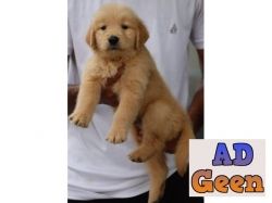 Dark Rich Color Golden Retriever Puppies Available for sale in Delhi 9911461912